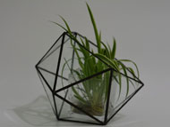 YNGT-14 Terrarium géométrique (Jardinière suspendue en verre)