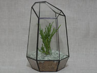 YNGT-03 Terrarium géométrique (Jardinière suspendue en verre)